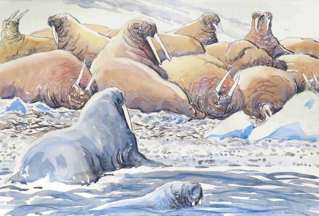 walrus wow