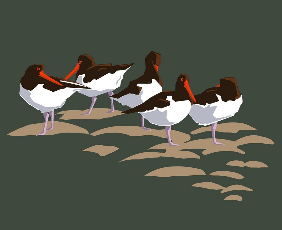 Oystercatchers