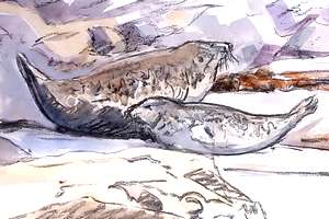 lapwing