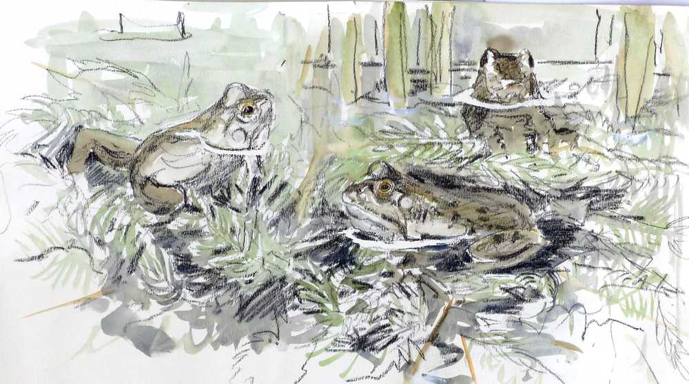 frogs