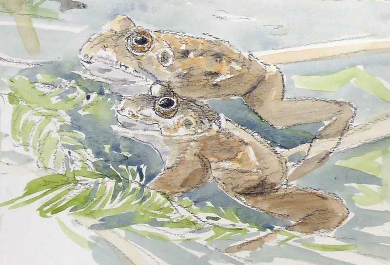 frogs