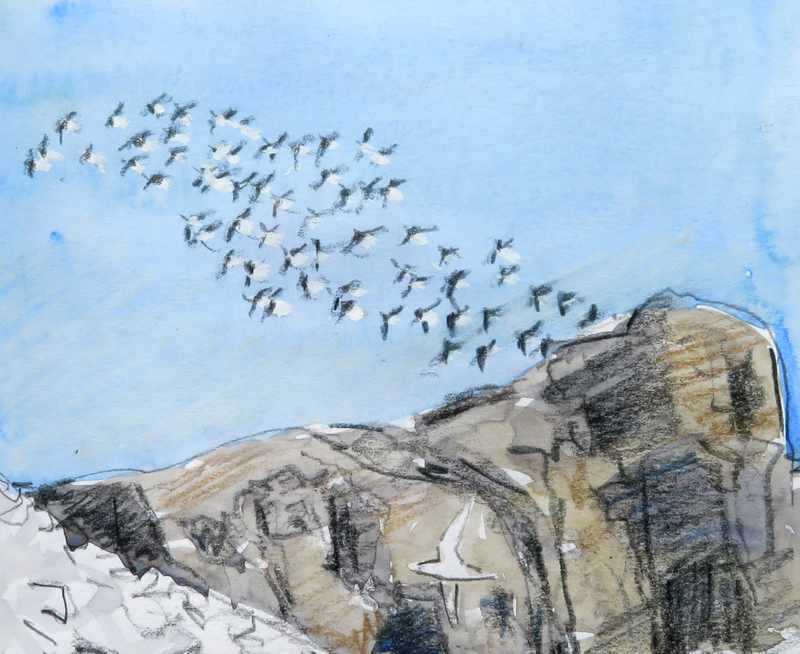 Little Auks