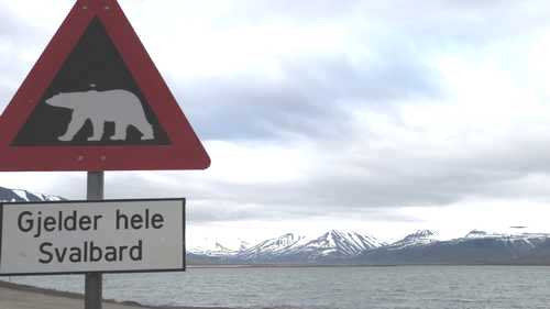 polar bear sign
