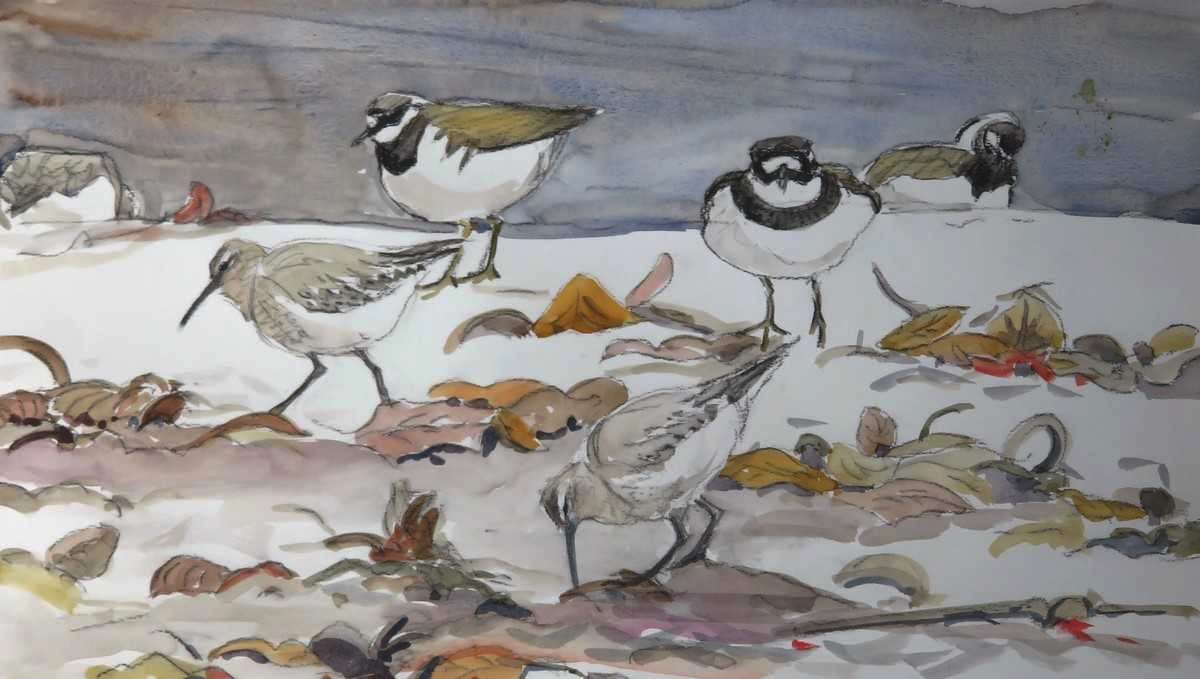 Ringed plover and dunlin