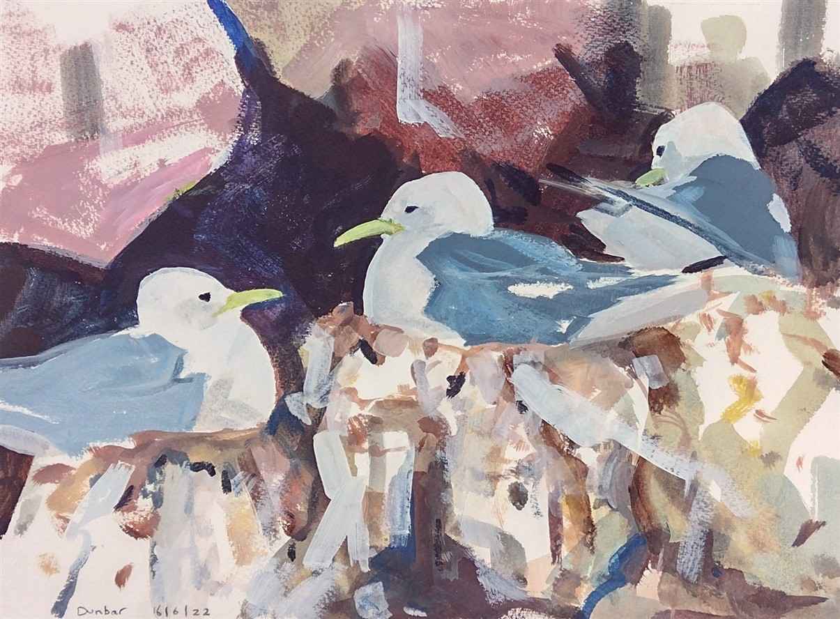 kittiwakes