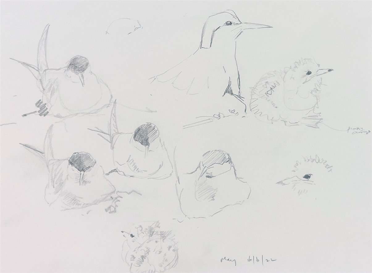arctic terns