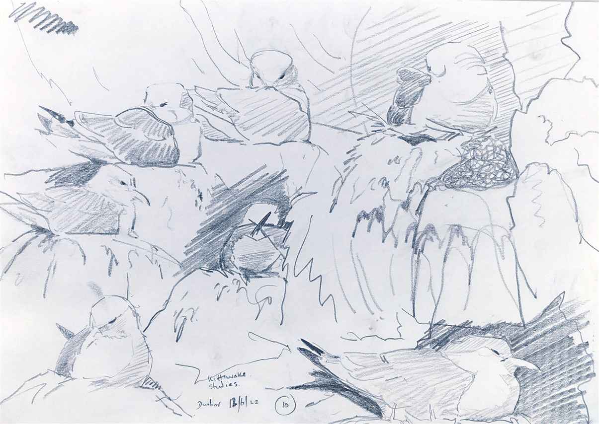 kittiwakes