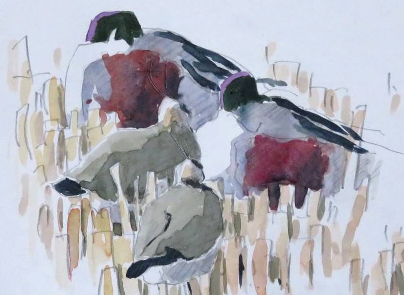 Shoveler, Lapwing