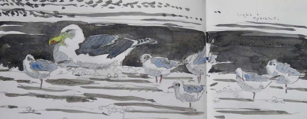 Great Black-backed Gull and Black Headed Gulls
