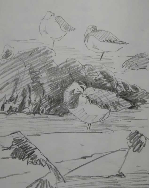 Lapwing and dunlin