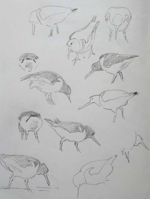 Oystercatchers