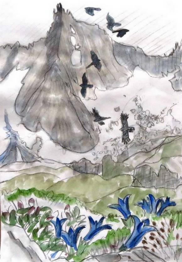 Alpine chough