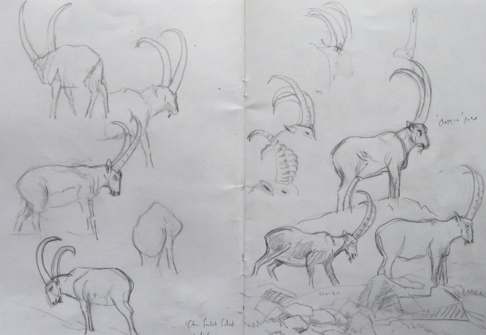 Ibex