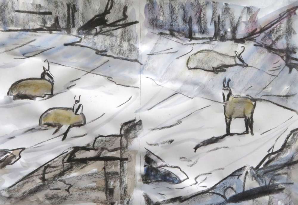Chamois