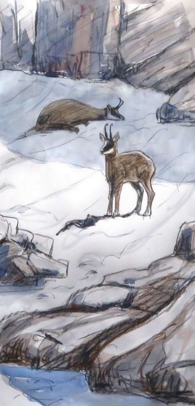 Chamois
