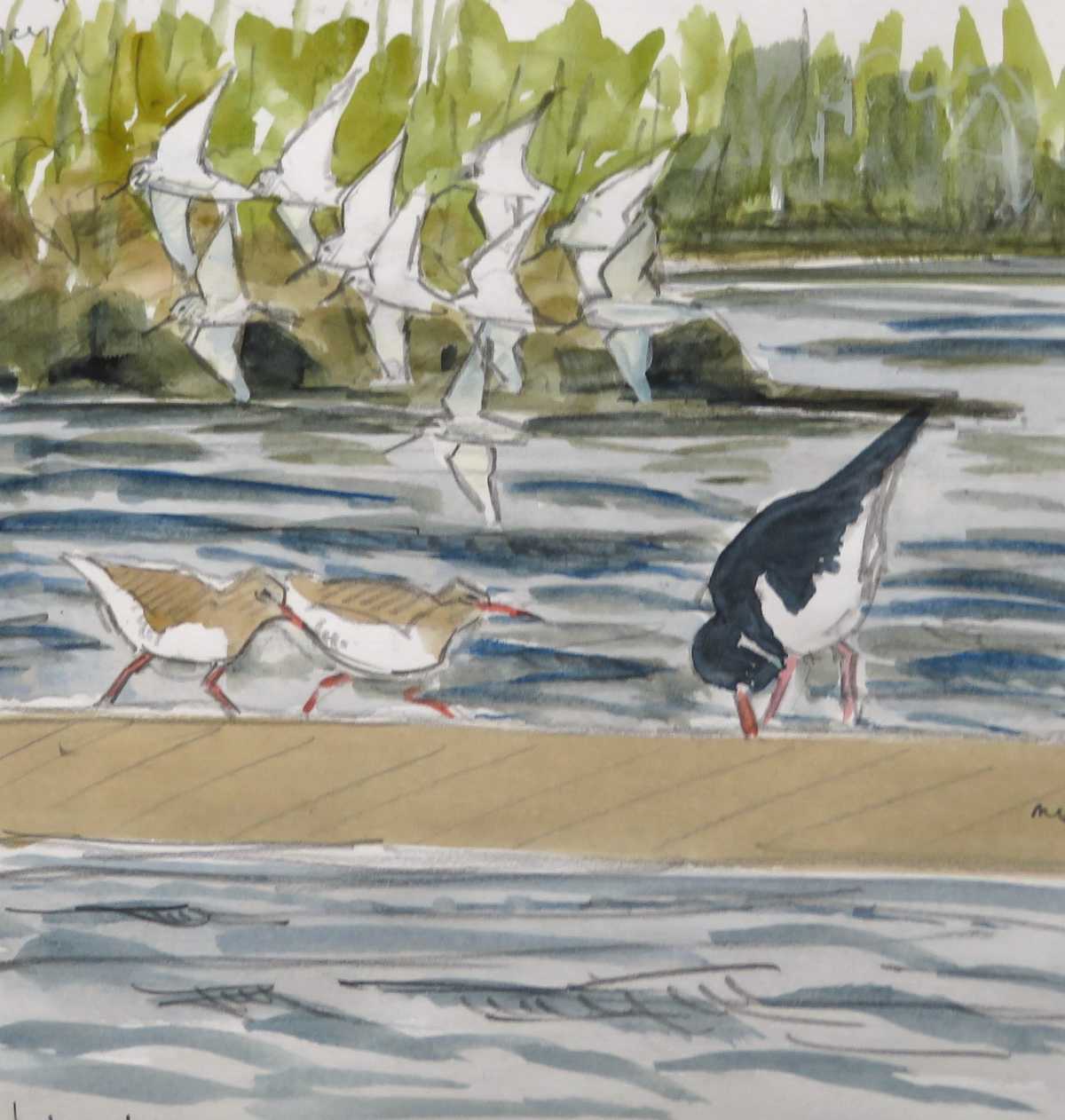 dunlin flock