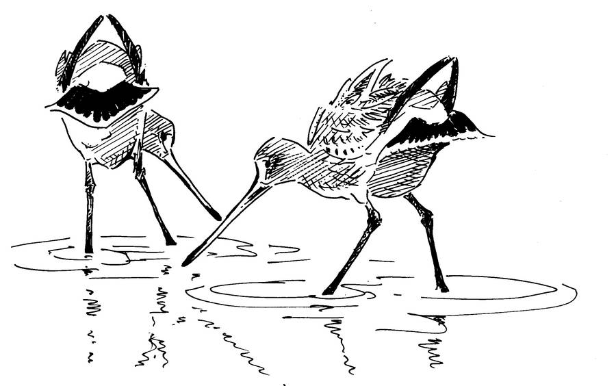 Black tailed godwit