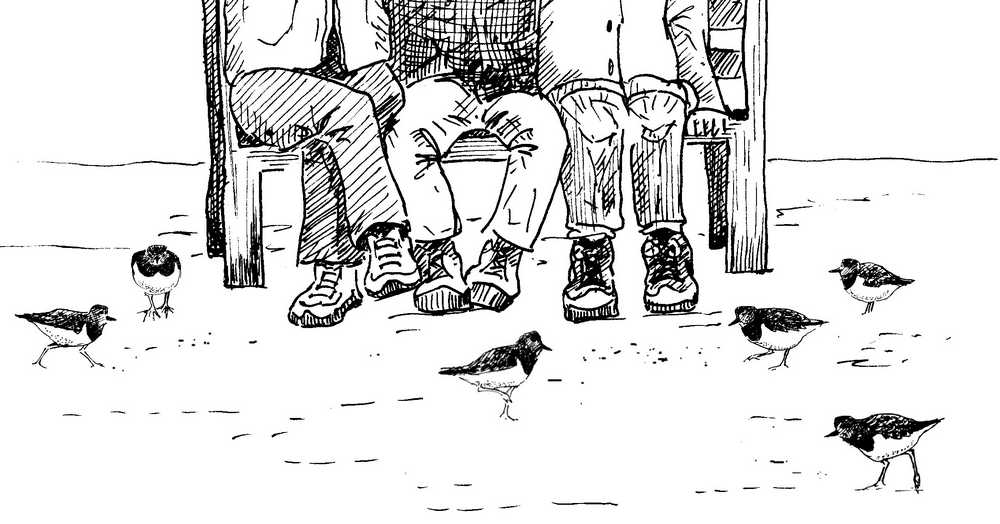 Turnstones at Padstow