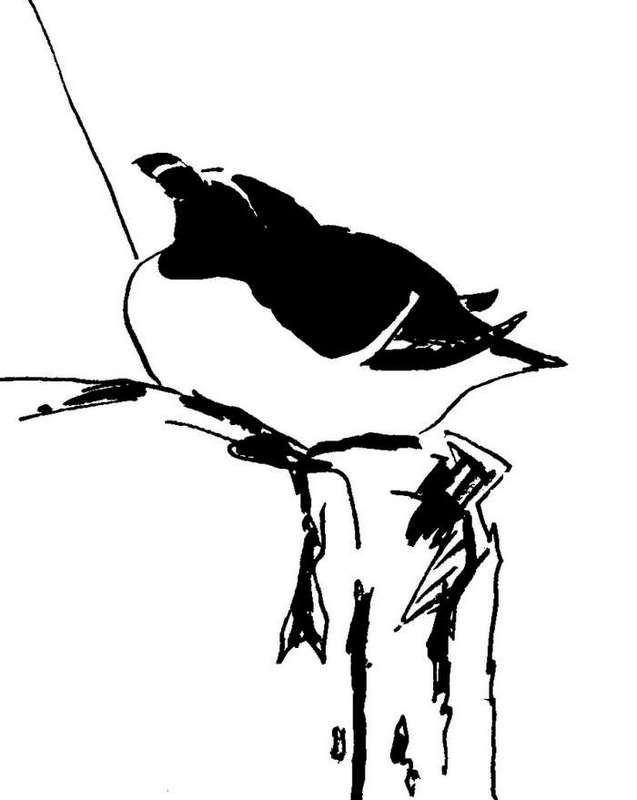 Razorbill