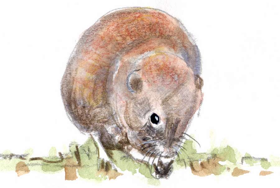 Bank vole
