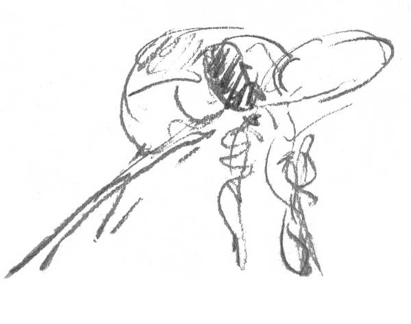 marsh tit