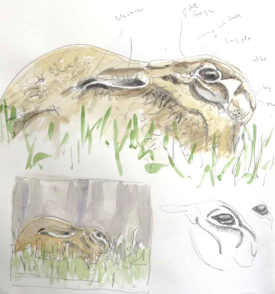 hare
