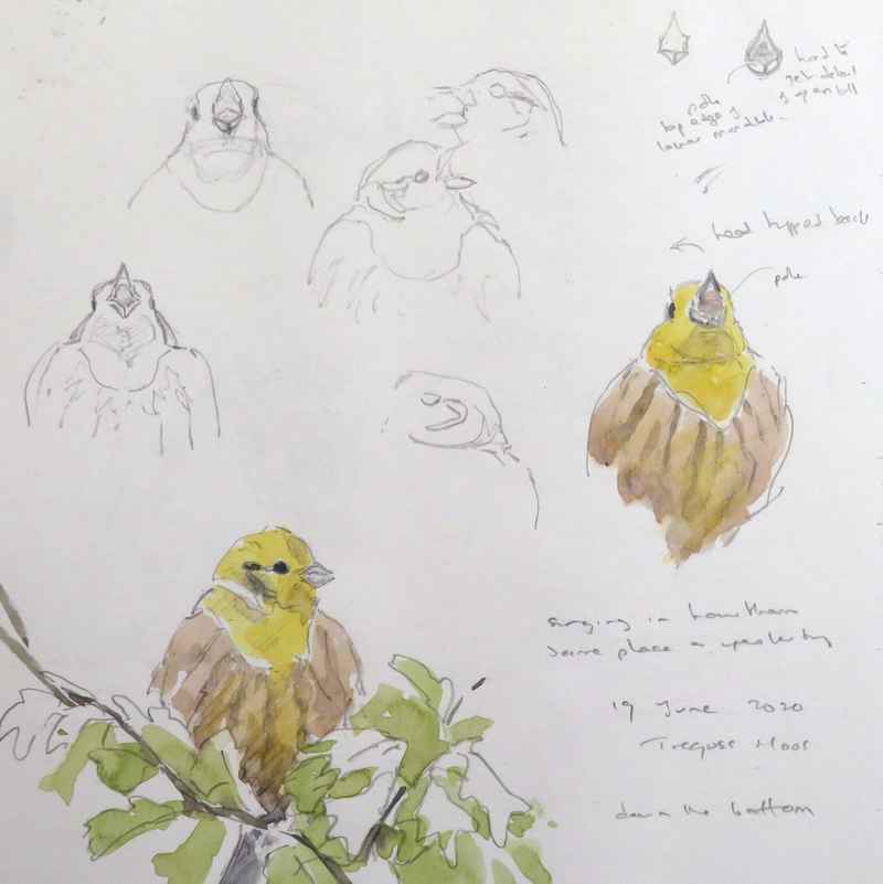 singing yellowhammer