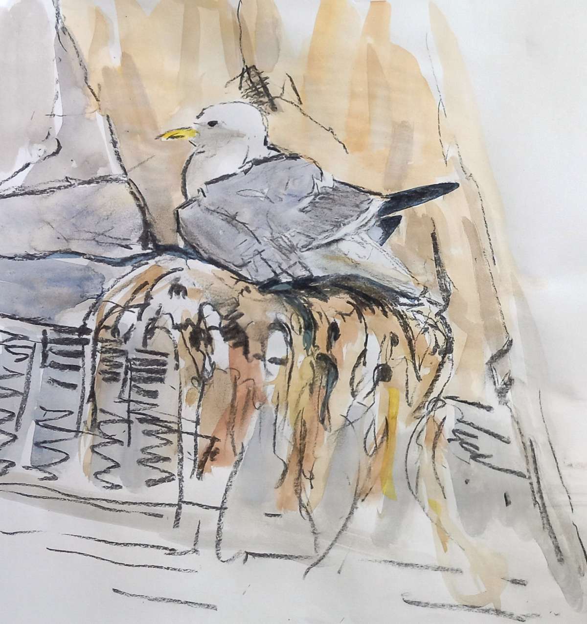  Kittiwake