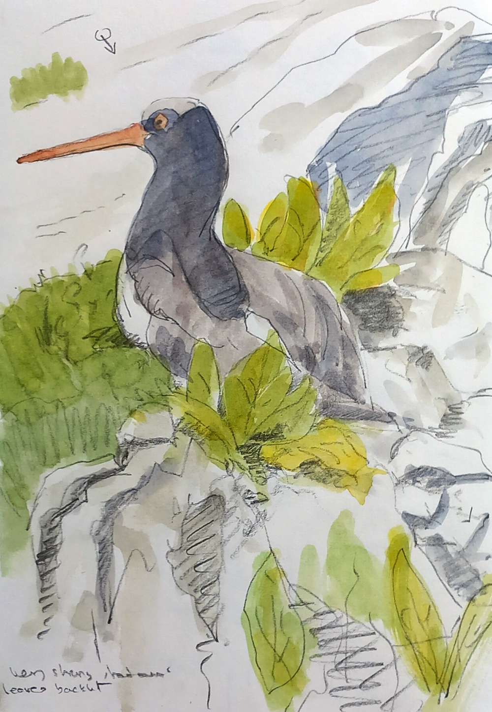  Oystercatchers
