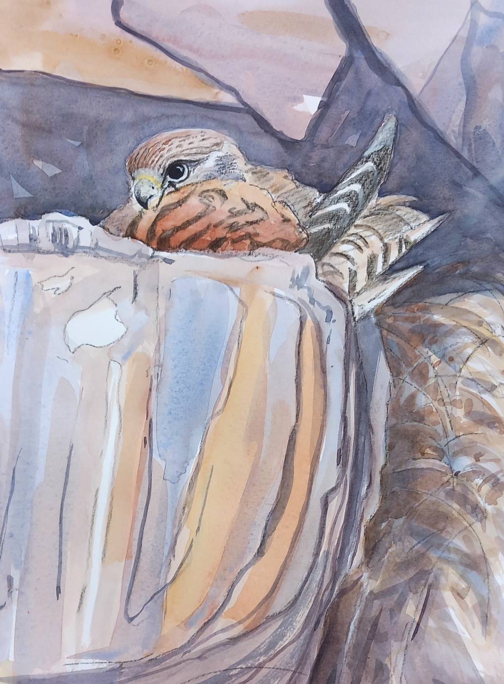Kestrel incubating
