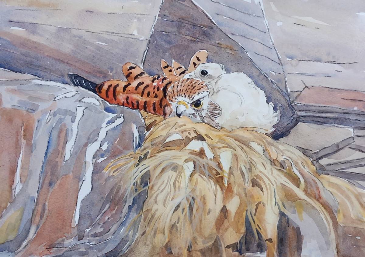Kestrel and chick