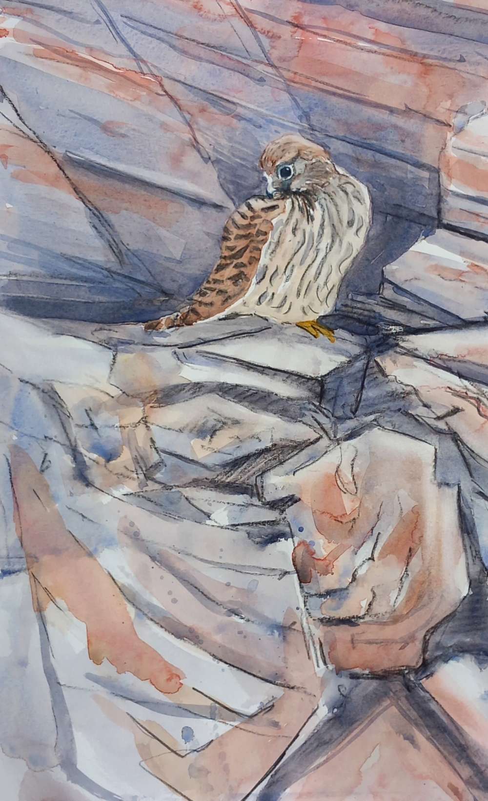 chick ready to fledge