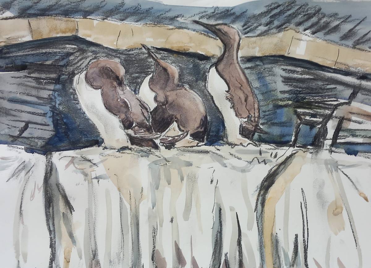 Guillemots