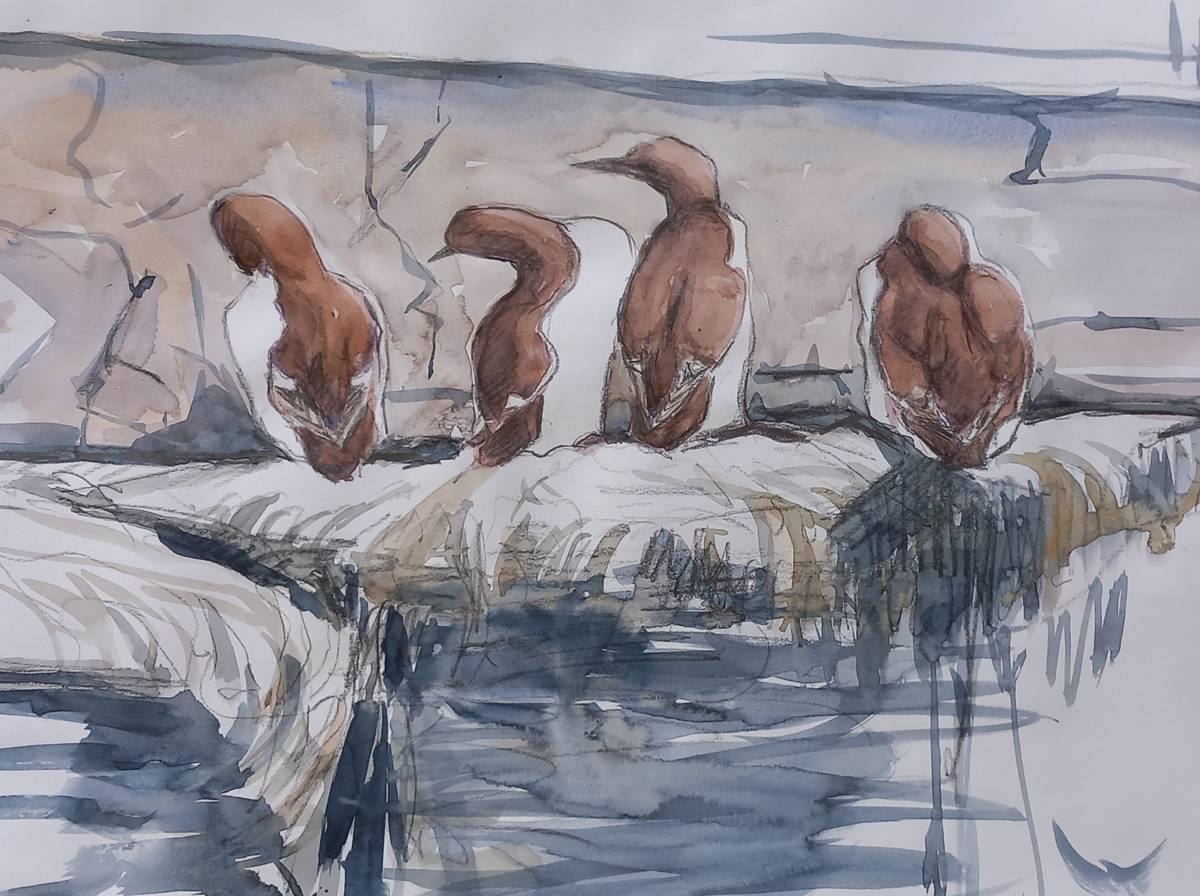  Guillemots
